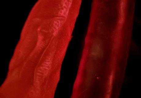 nekogoth23 model sexy pic