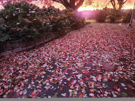 asian top onlyfans porn pic