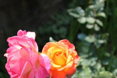 Avibphotos nice model gallery