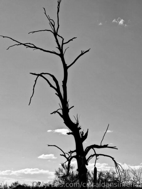 Cissaldansinferno xxx actress archive