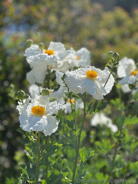 Donte011 sexy pornstar photos