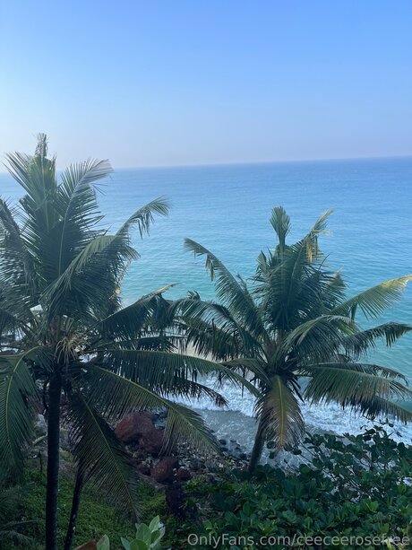 Ceeceerosefree star xxx image