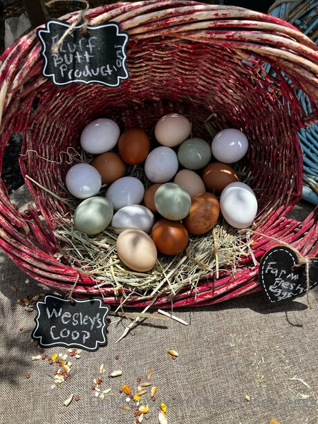 Chickenlady Eggs free model image