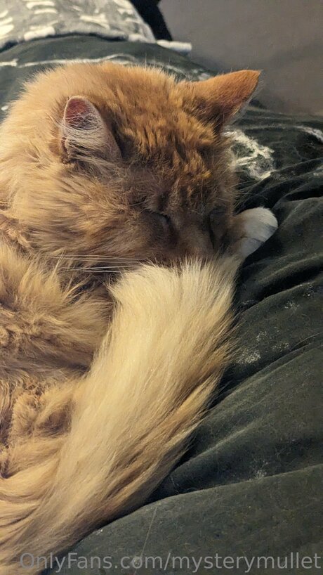 Mysterymullet art model gallery