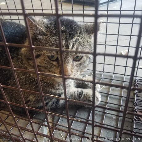 Nerdy Dragon Queen Free free model pictures