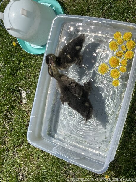 Xsluttycupcakex6669x star sex archive