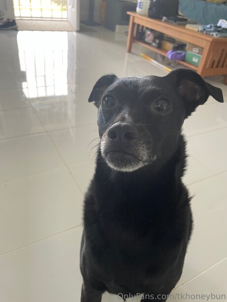 Tkhoneybun exclusive pornstar image