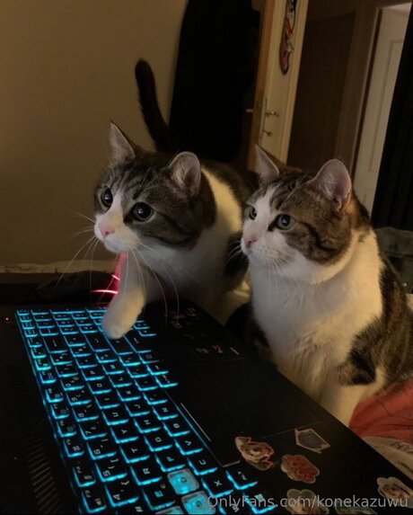 Konekazuwu pornstar top images