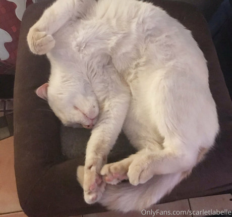 scarletlabelle star hd images