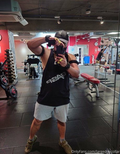 largedogcollar model free pics