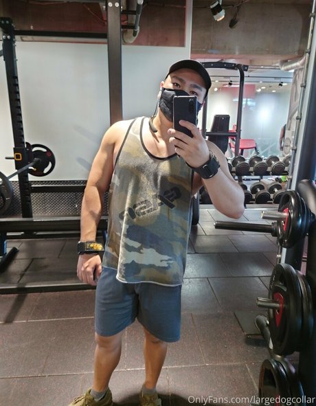 largedogcollar model top pics