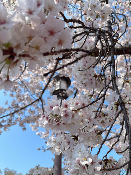 Noxlada high quality model pics