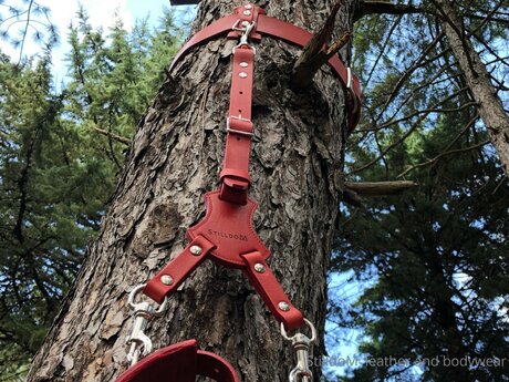 Stilldom nice star image