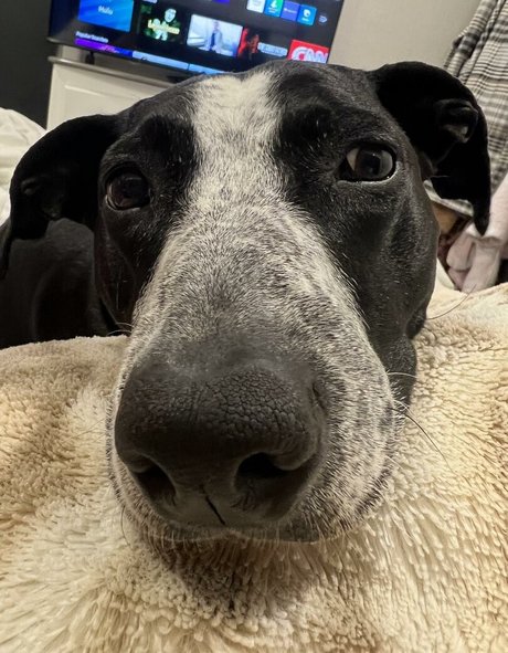 Leeza best model pic