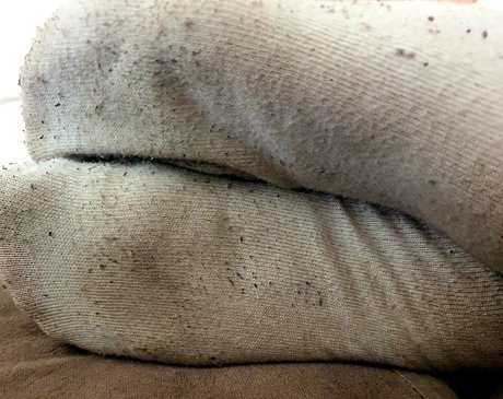 mistressdevin1 sex pornstar image