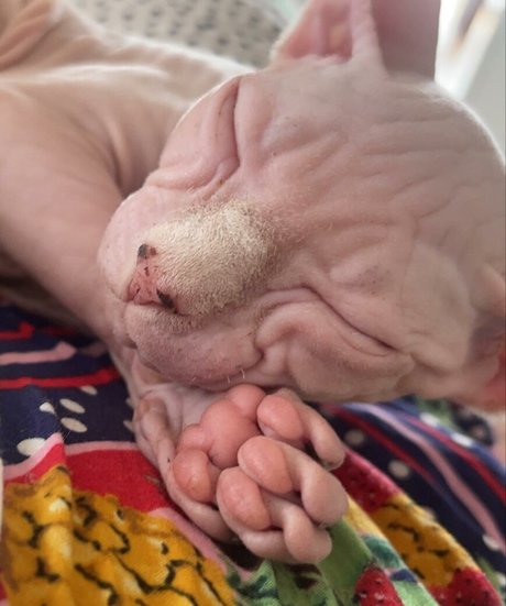 chubby emo onlyfans hot img