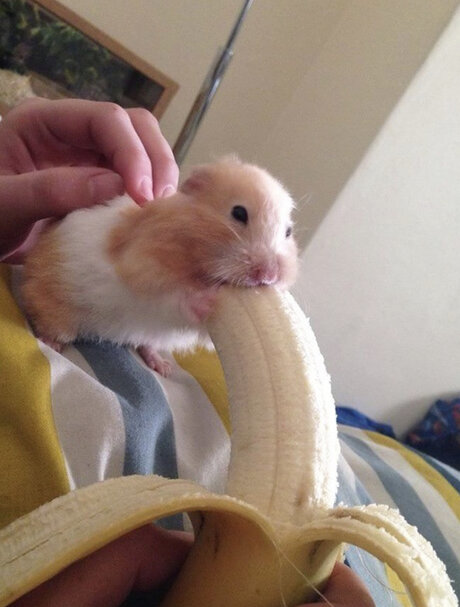 tiny amp amp thicc with a big attitude perfect star picture