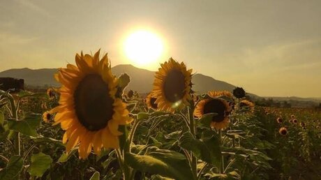 ASHLEY GUZMAN top actress photo