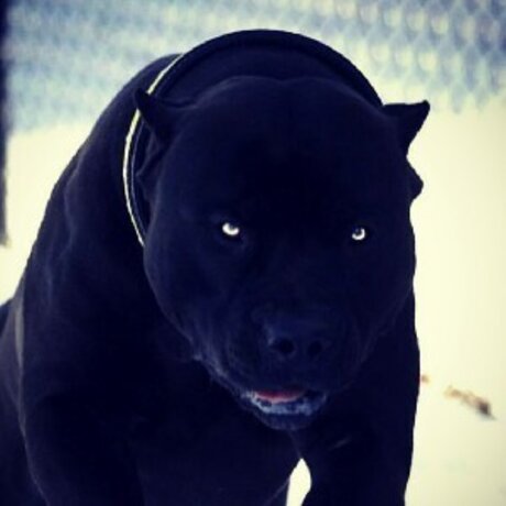 Evildarkd k star pretty gallery