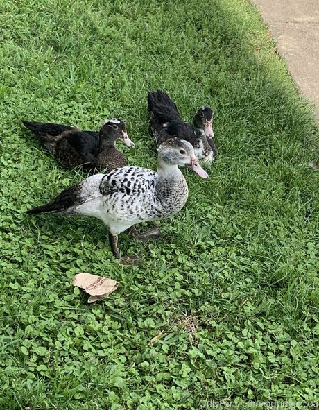 bunnycocoa pornstar nude pic