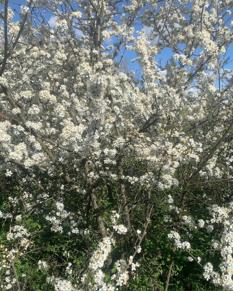 Ace Houndd model nice photos