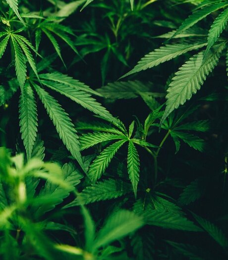 Bigsmokedog star sex img