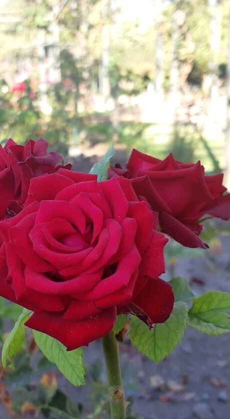 Sponge Scuare nice model pics