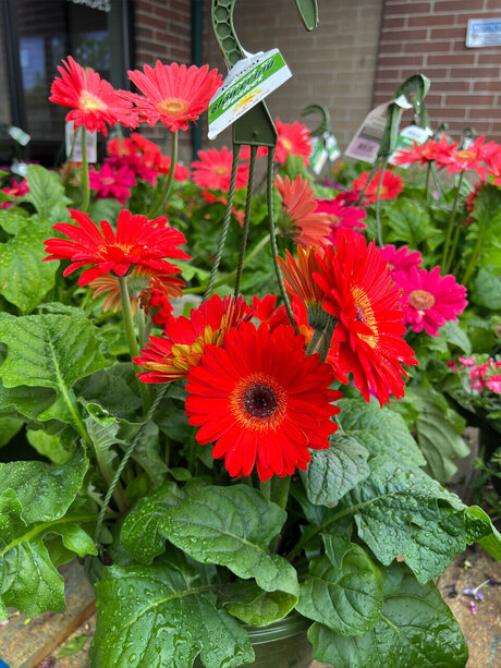 Olivi r Ans lm perfect pornstar pic