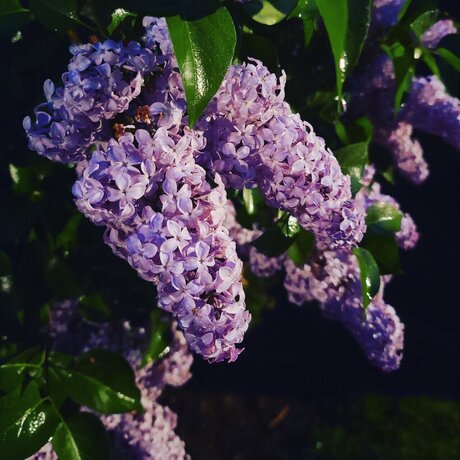 Miss Vixxen pornographic actress galleries