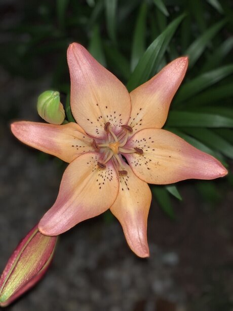 Aspen Rose model beautiful pic