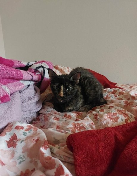 fictionerotica perfect model galleries