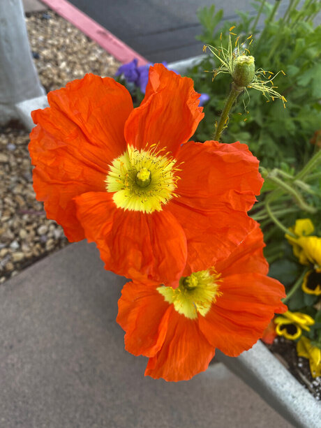 One Love Naked Yoga nude actress img