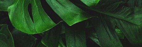 Mr J art actress images