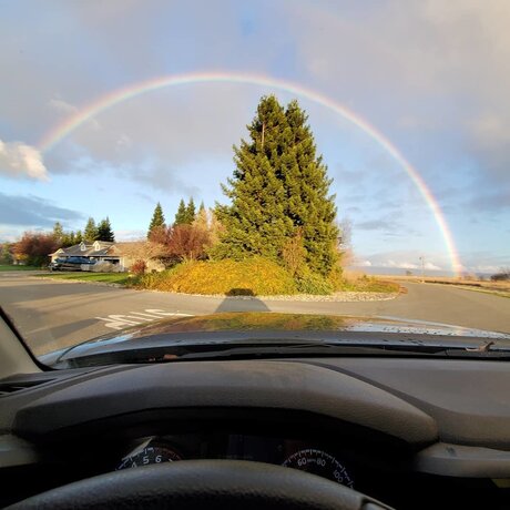 Rooster star hd pics