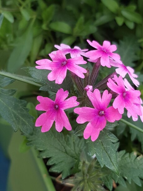 Mandy Harlowe model high quality img