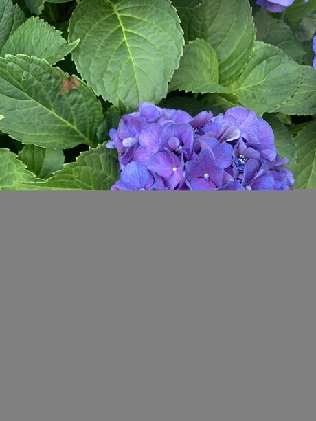 Mollusc pornstar erotic image