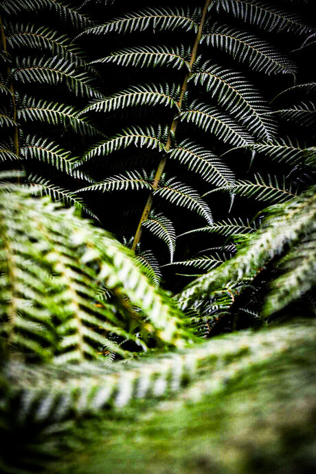 TempestShadowz model free image