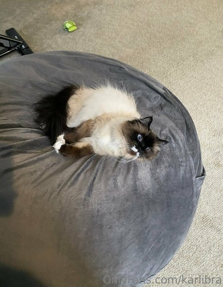 Karlibra star porn archive