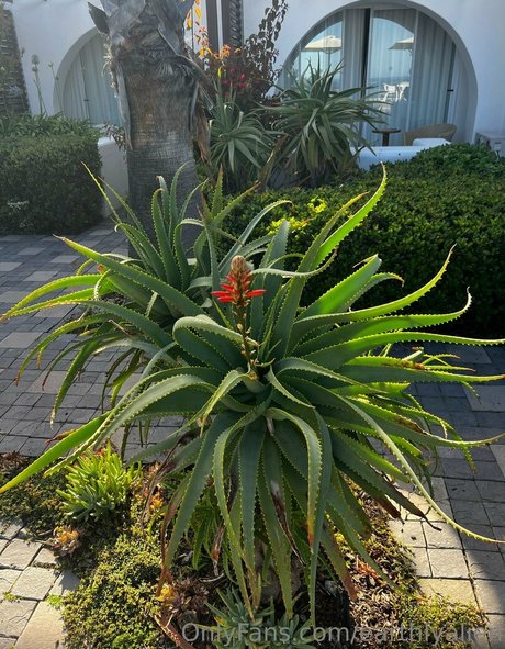 earthlyalien naked model img