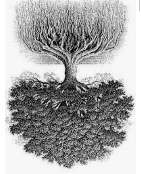 WIZ model free images