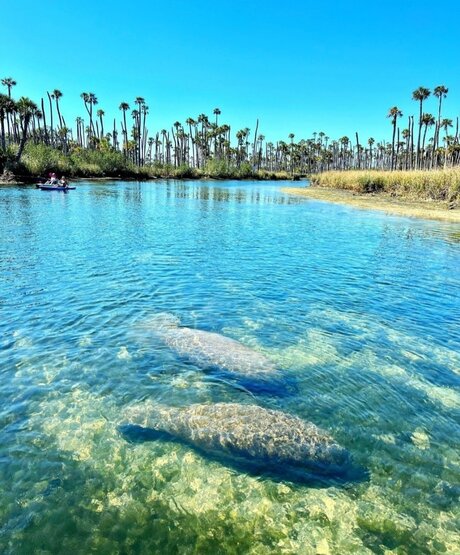 Reneeashley92 star high quality pictures