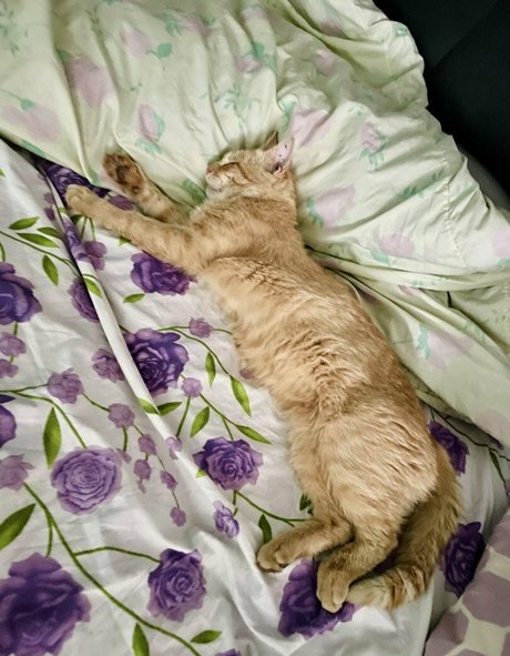 Suzanna De Rose model naked photos