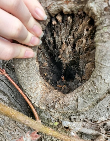 toepazfeetures top pornstar photo