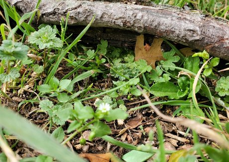 toepazfeetures star erotic image