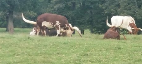 kittylee star free archive