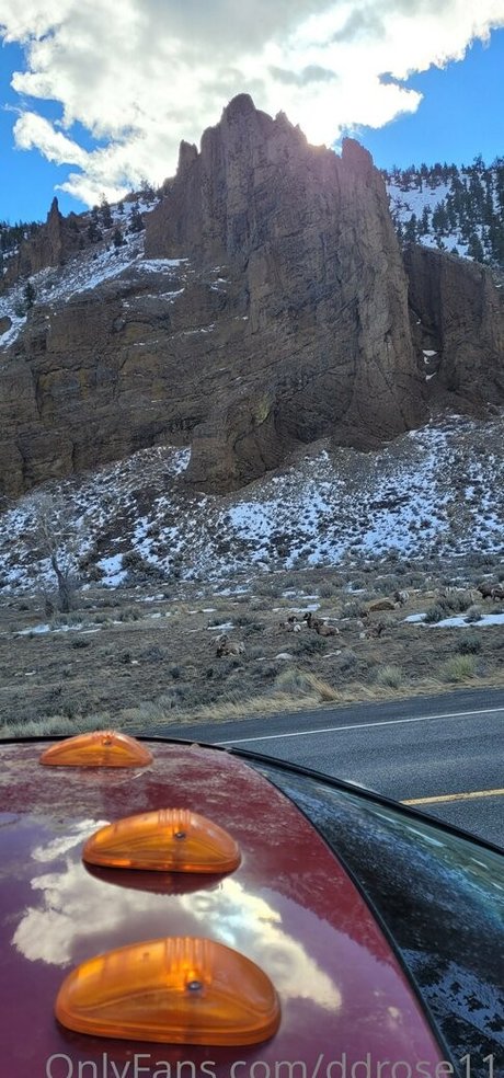 ddrose11 xxx pornstar pictures