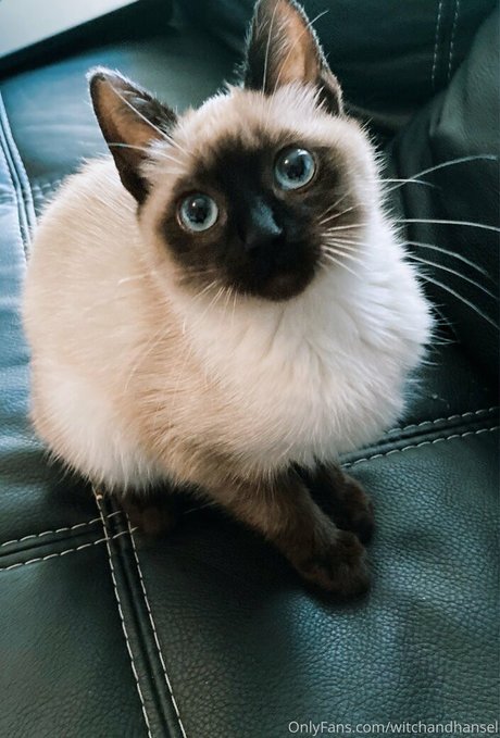 witchandhansel pornstar art images