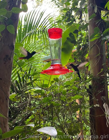 the real ninja girl star hd photos