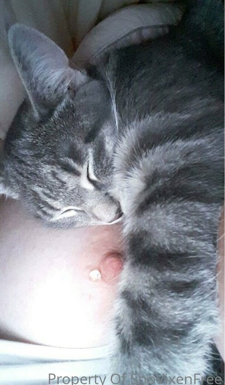 snovixen star free archive