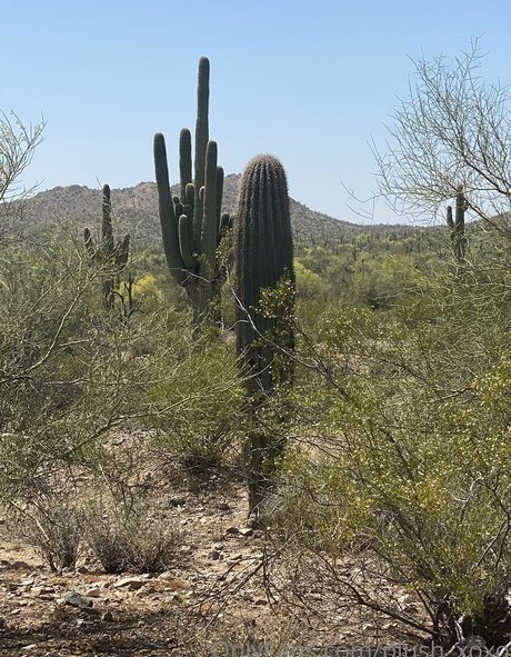 cheating wife high quality actress pics